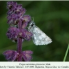 pyrgus serratulae grisescens daghestan male